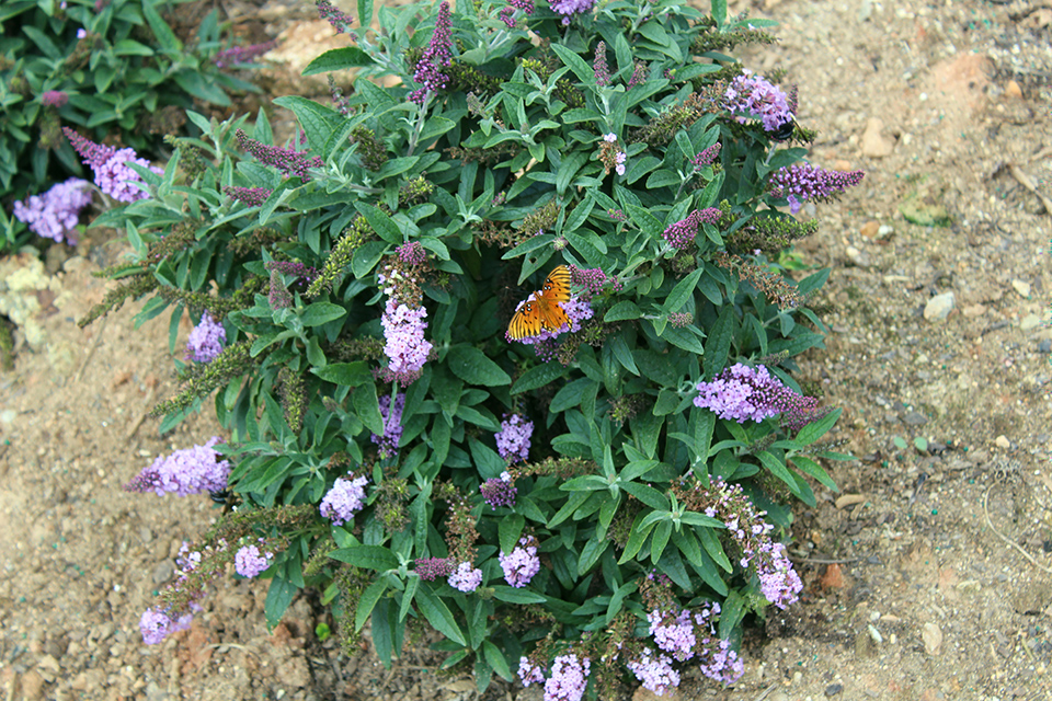 Cluster of purple flowers on a bush with a butterfly on it.